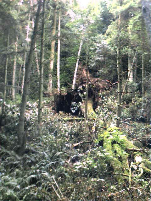 20000712_06.jpg (87017 bytes)
