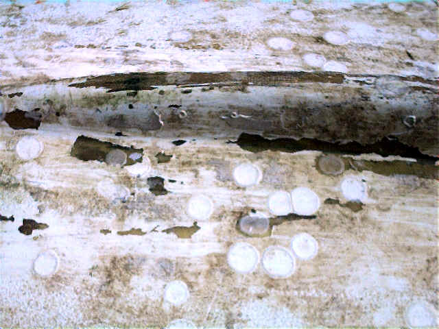 boat1.bmp (921654 bytes)