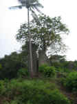 109_0967.JPG (360555 bytes)